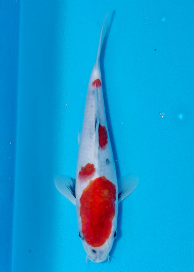 26cm Showa (Sekiguchi) REF - AUG190