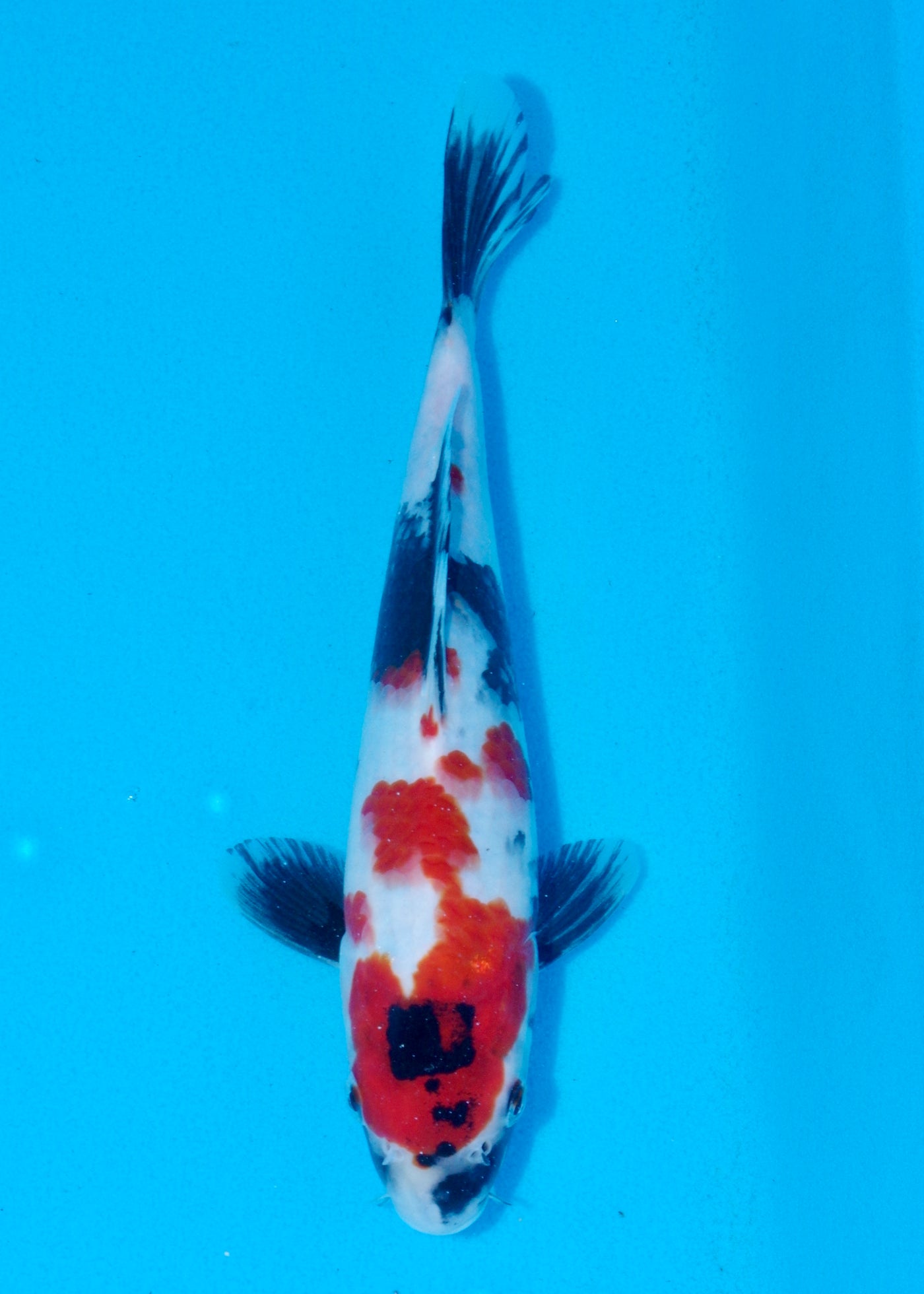 27cm Showa (Sekiguchi) REF - AUG191