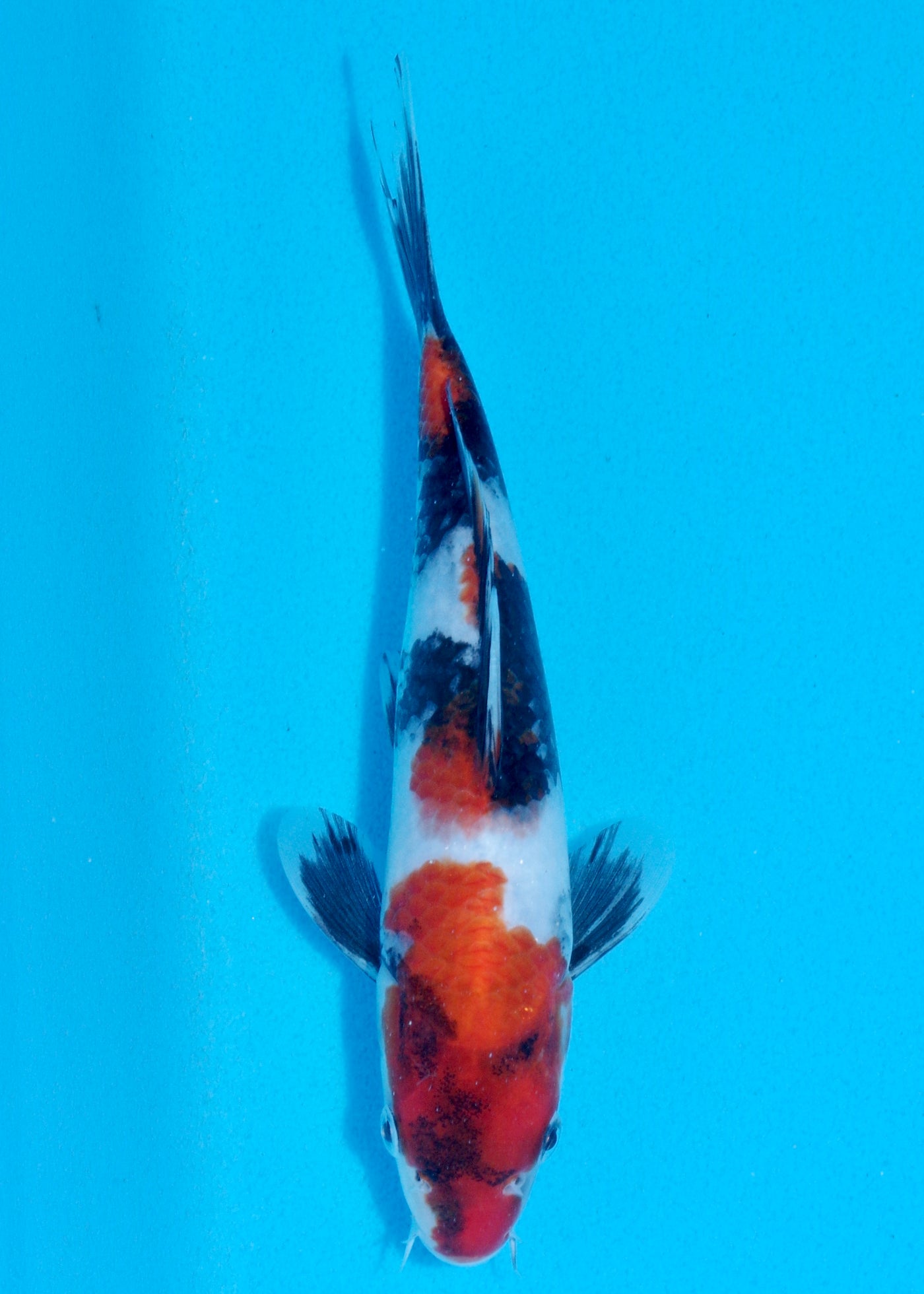 23cm Showa (Sekiguchi) REF - AUG193