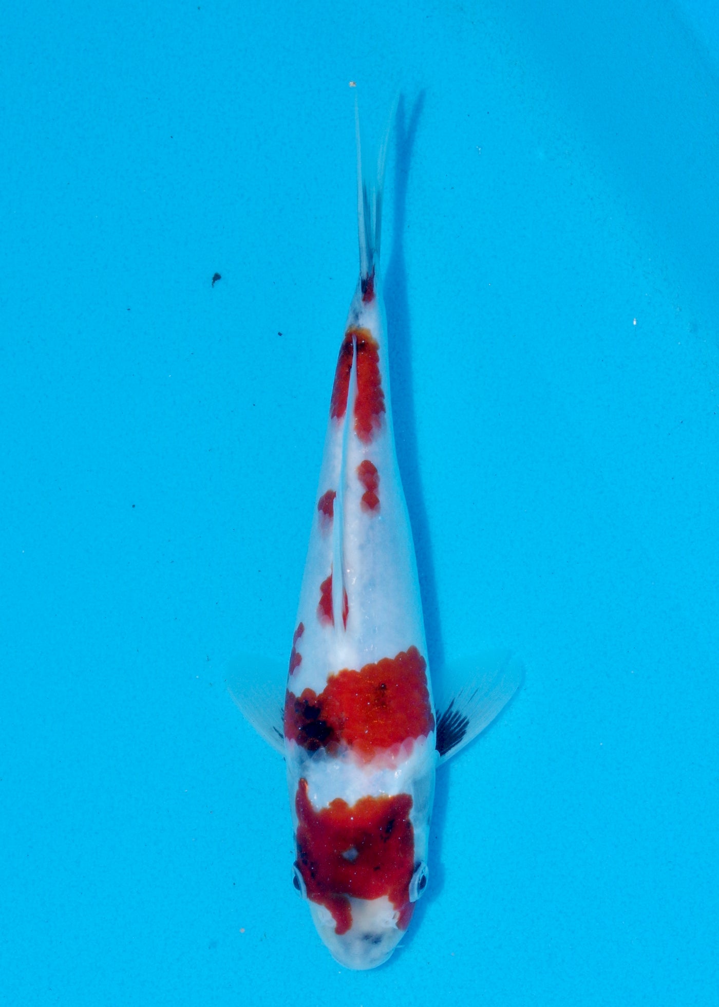 24cm Showa (Sekiguchi) REF - AUG194