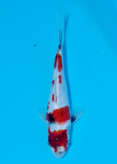 24cm Showa (Sekiguchi) REF - AUG194