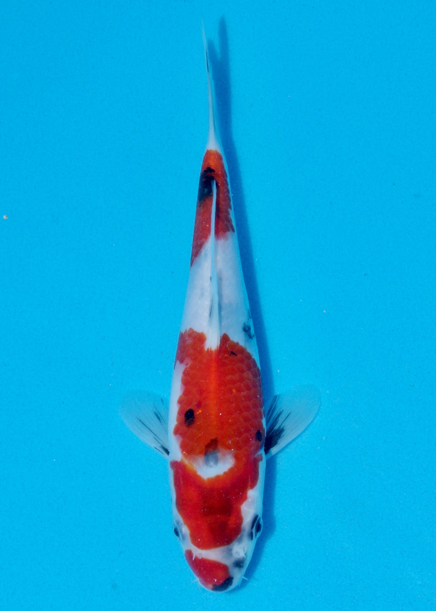 25cm Showa (Sekiguchi) REF - AUG195