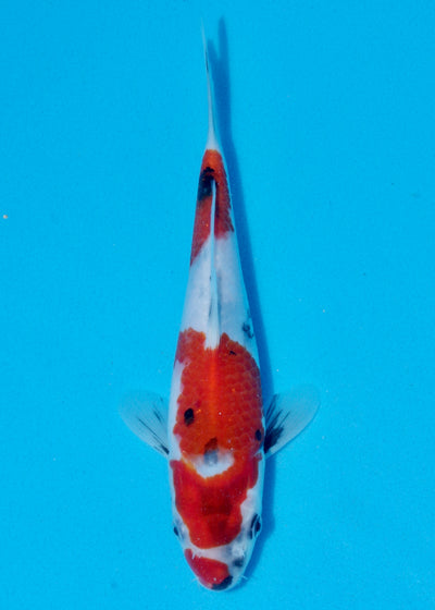 25cm Showa (Sekiguchi) REF - AUG195