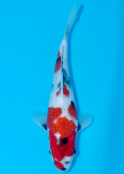 26cm Showa (Sekiguchi) REF - AUG196