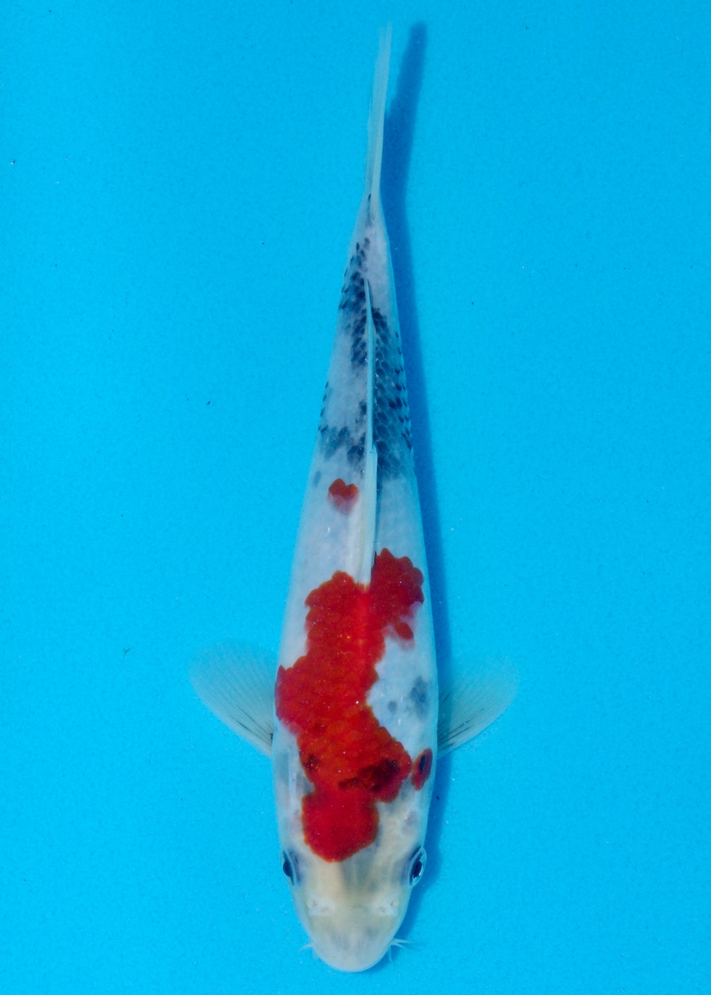 23cm Showa (Sekiguchi) REF - AUG197
