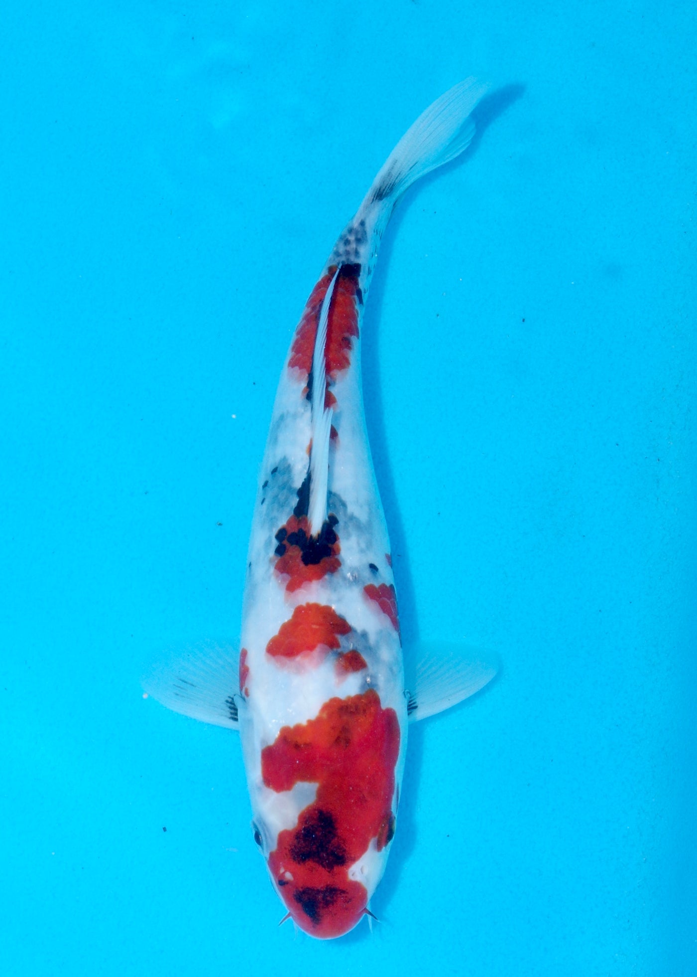 26cm Showa (Sekiguchi) REF - AUG198