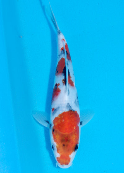 26cm Showa (Sekiguchi) REF - AUG199