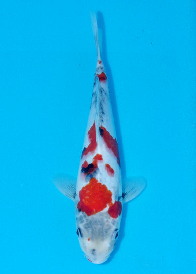 29cm Showa (Sekiguchi) REF - AUG200