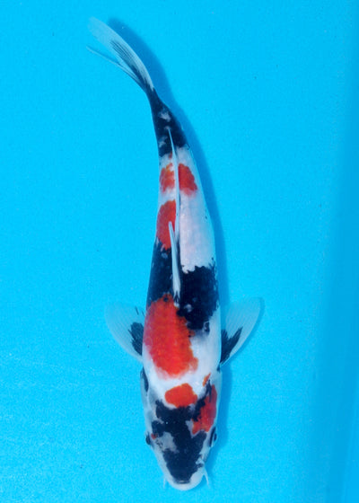 25cm Showa (Sekiguchi) REF - AUG201