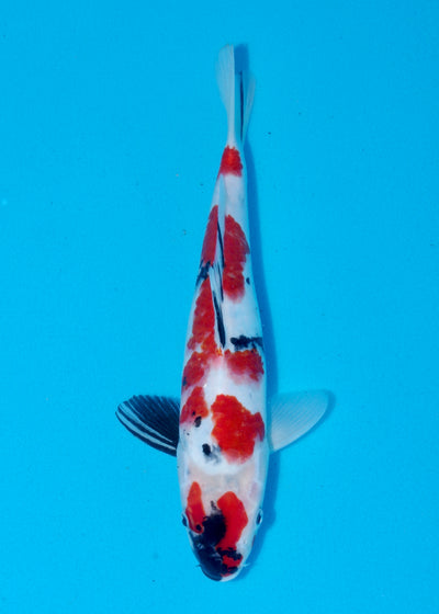30cm Showa (Sekiguchi) REF - AUG202