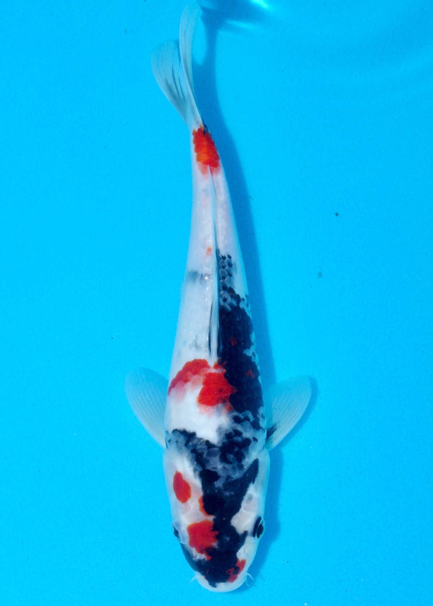 28cm Showa (Sekiguchi) REF - AUG203