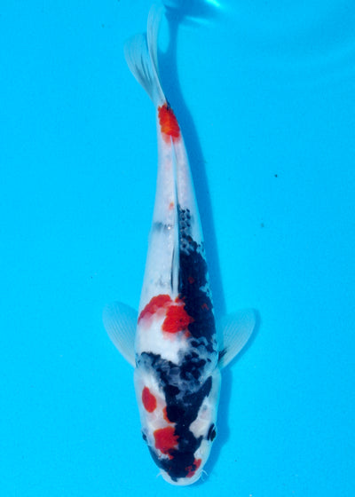28cm Showa (Sekiguchi) REF - AUG203