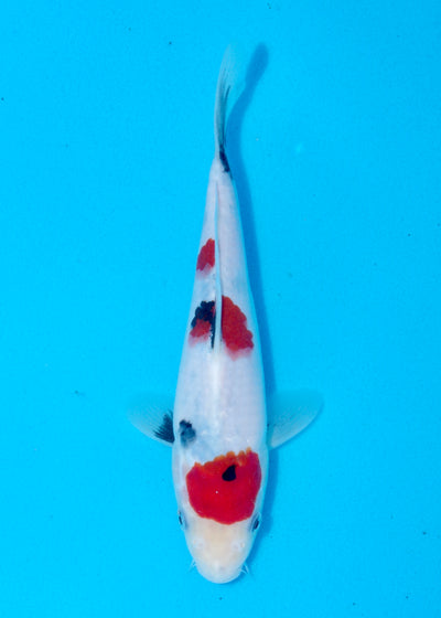 23cm Showa (Sekiguchi) REF - AUG204