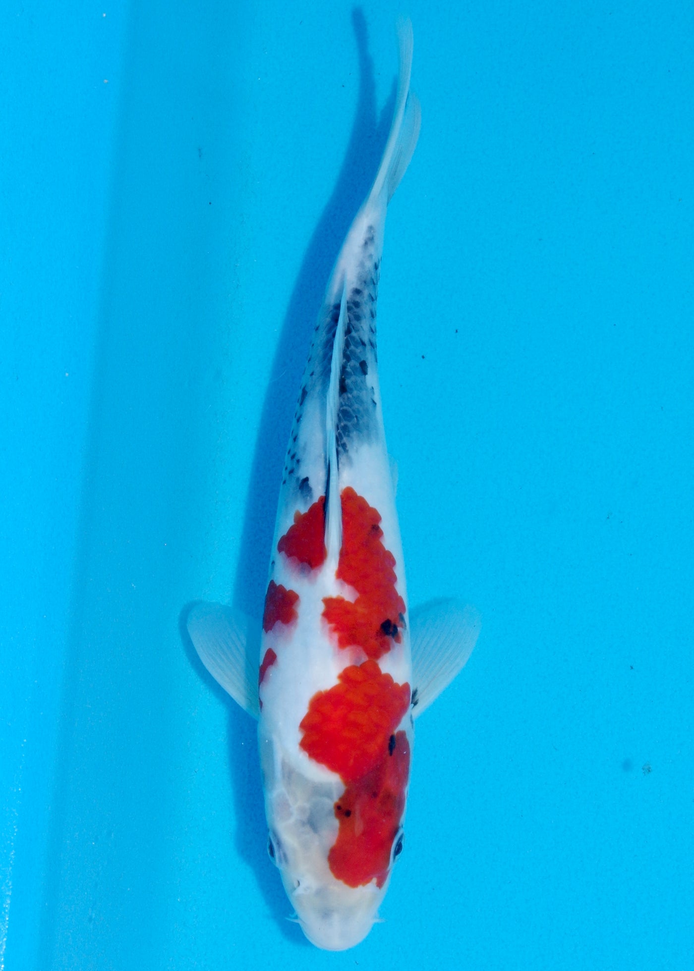 30cm Showa (Sekiguchi) REF - AUG205