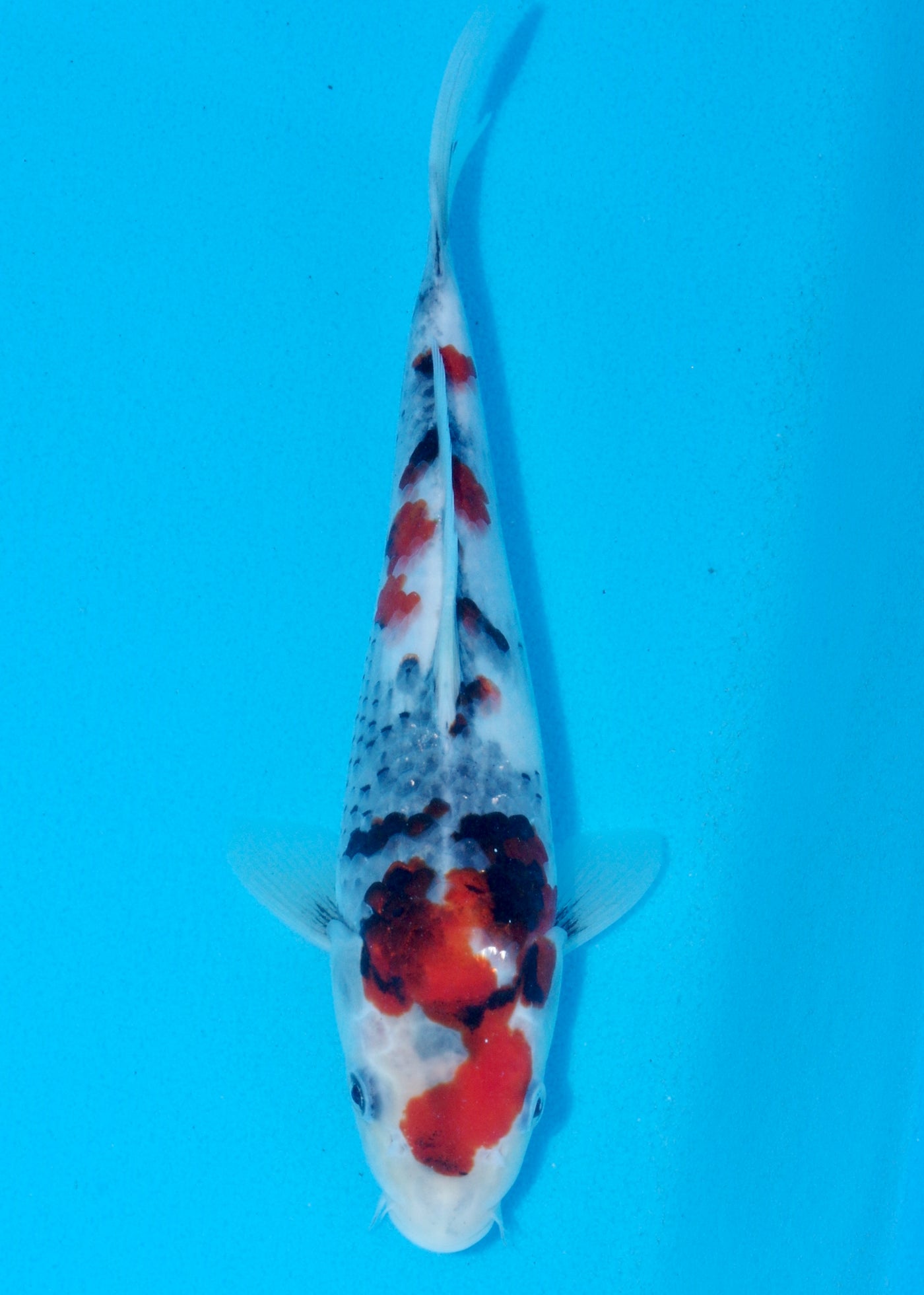 26cm Showa (Sekiguchi) REF - AUG206