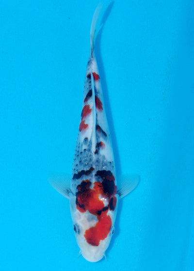 26cm Showa (Sekiguchi) REF - AUG206