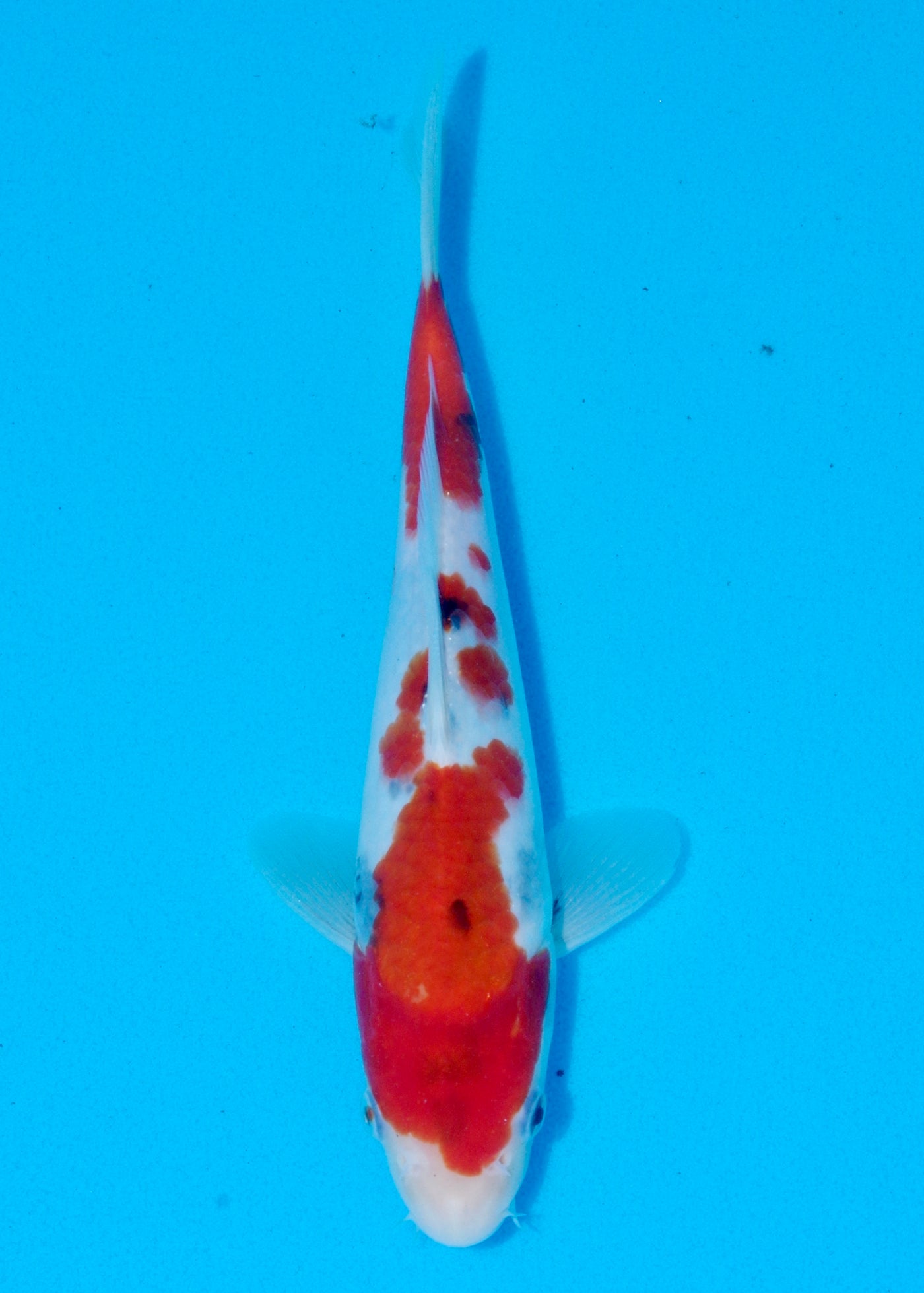 27cm Showa (Sekiguchi) REF - AUG207