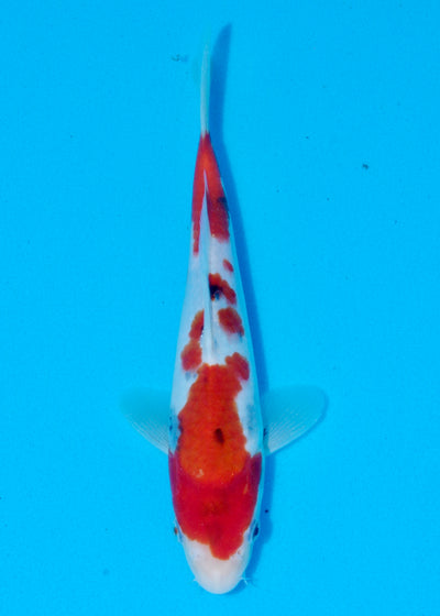 27cm Showa (Sekiguchi) REF - AUG207