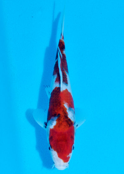 23cm Showa (Sekiguchi) REF - AUG208