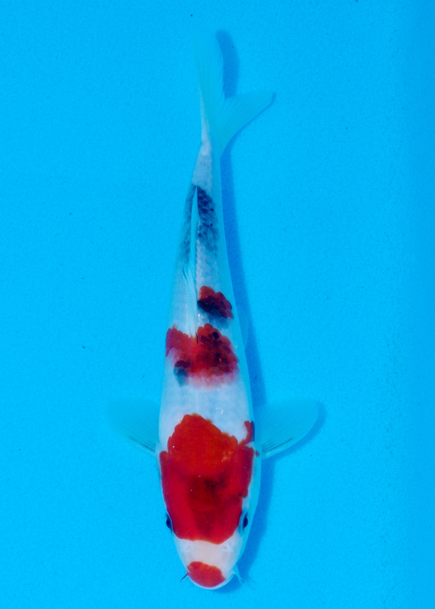 24cm Showa (Sekiguchi) REF - AUG209