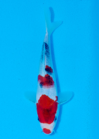 24cm Showa (Sekiguchi) REF - AUG209
