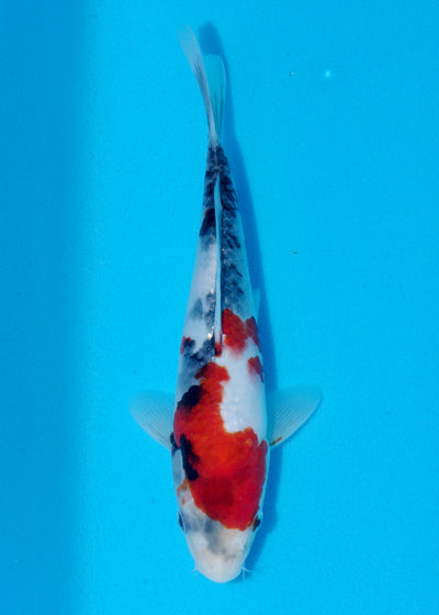 25cm Showa (Sekiguchi) REF - AUG210