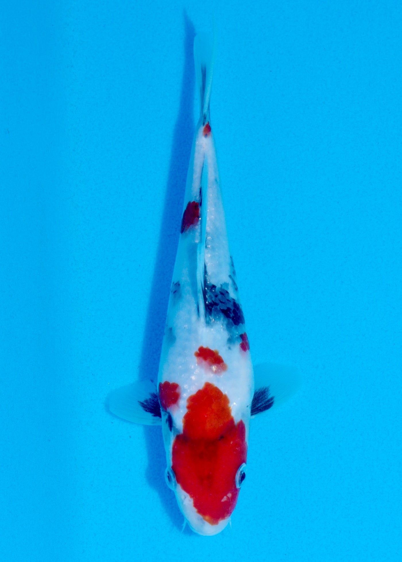 23cm Showa (Sekiguchi) REF - AUG211