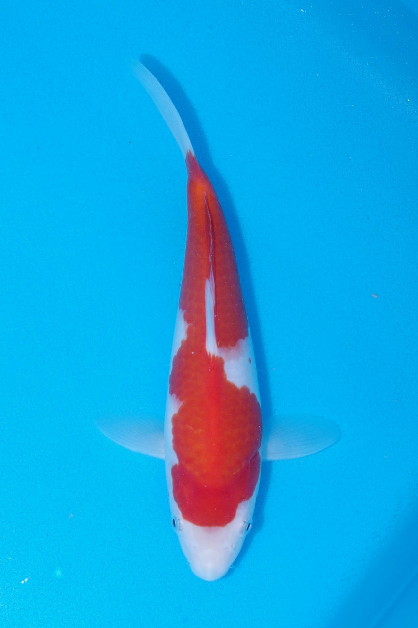 26cm Kohaku REF SRR05-M090