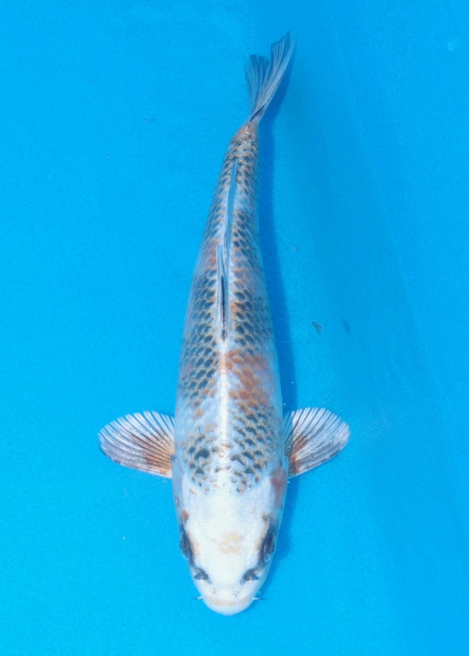 23cm Kin Showa REF SRR06-M092