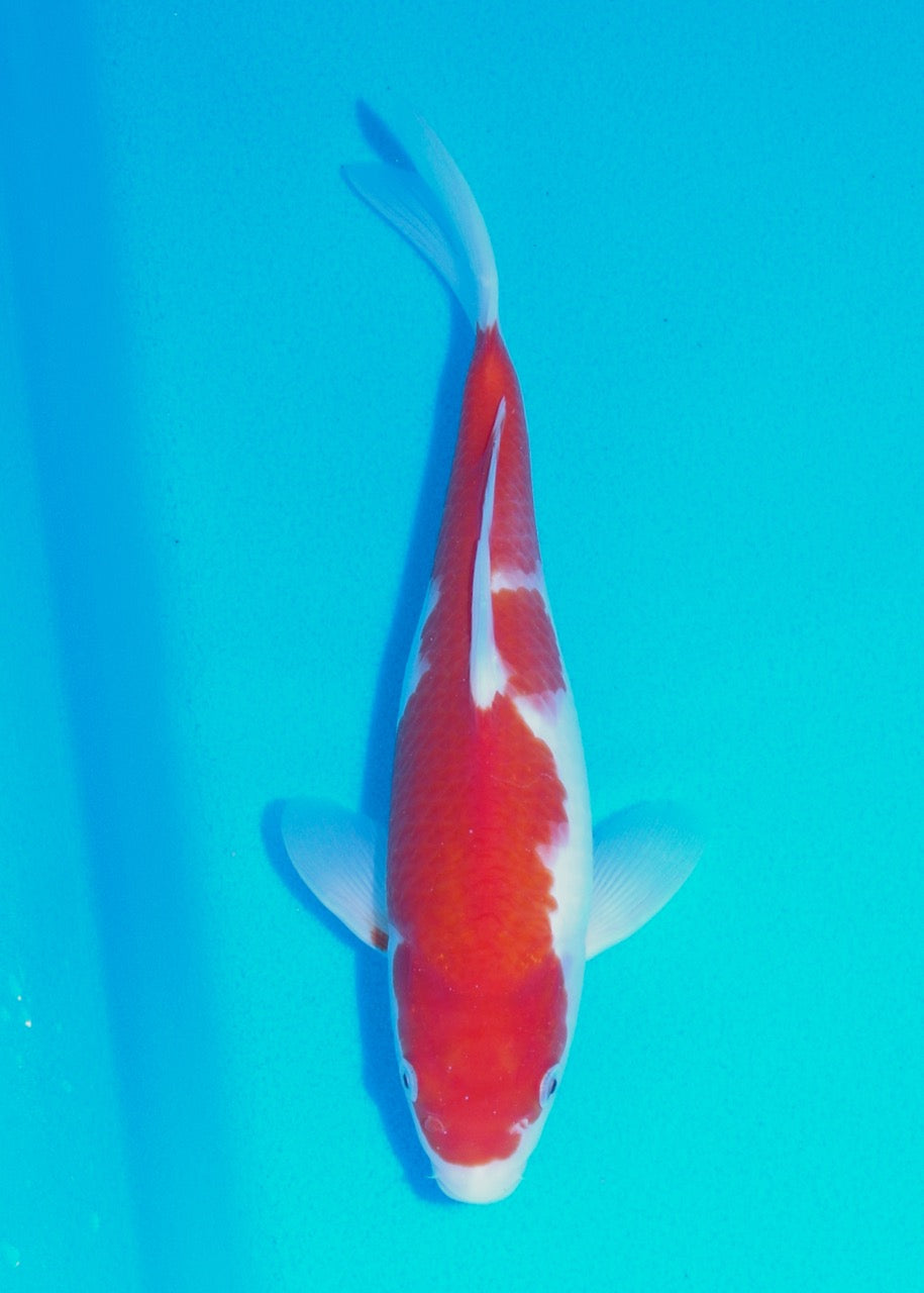 30cm Kohaku REF SRR05-M078