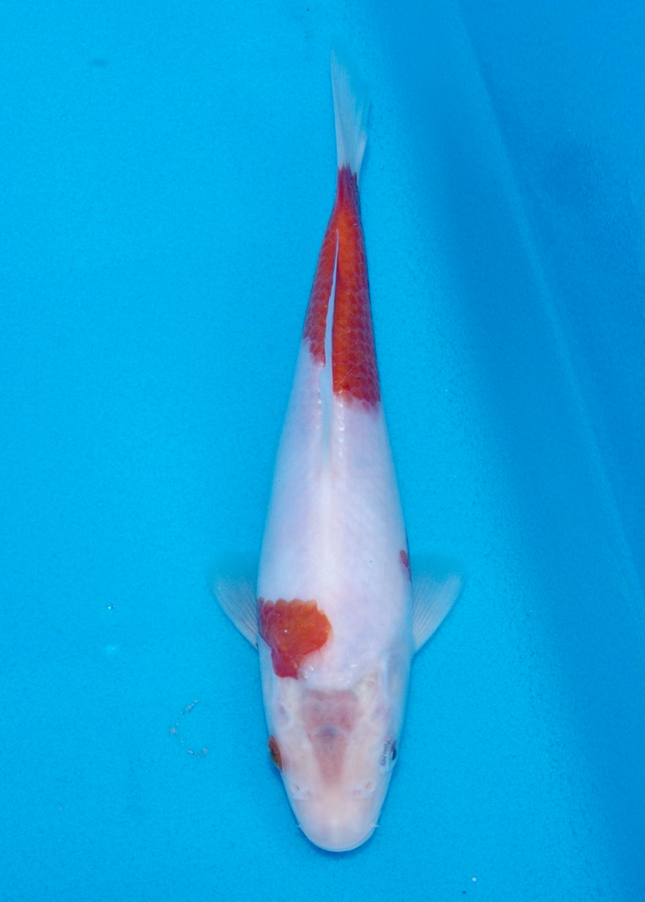 23cm Ai/Budo Goromo REF SRR06-M097