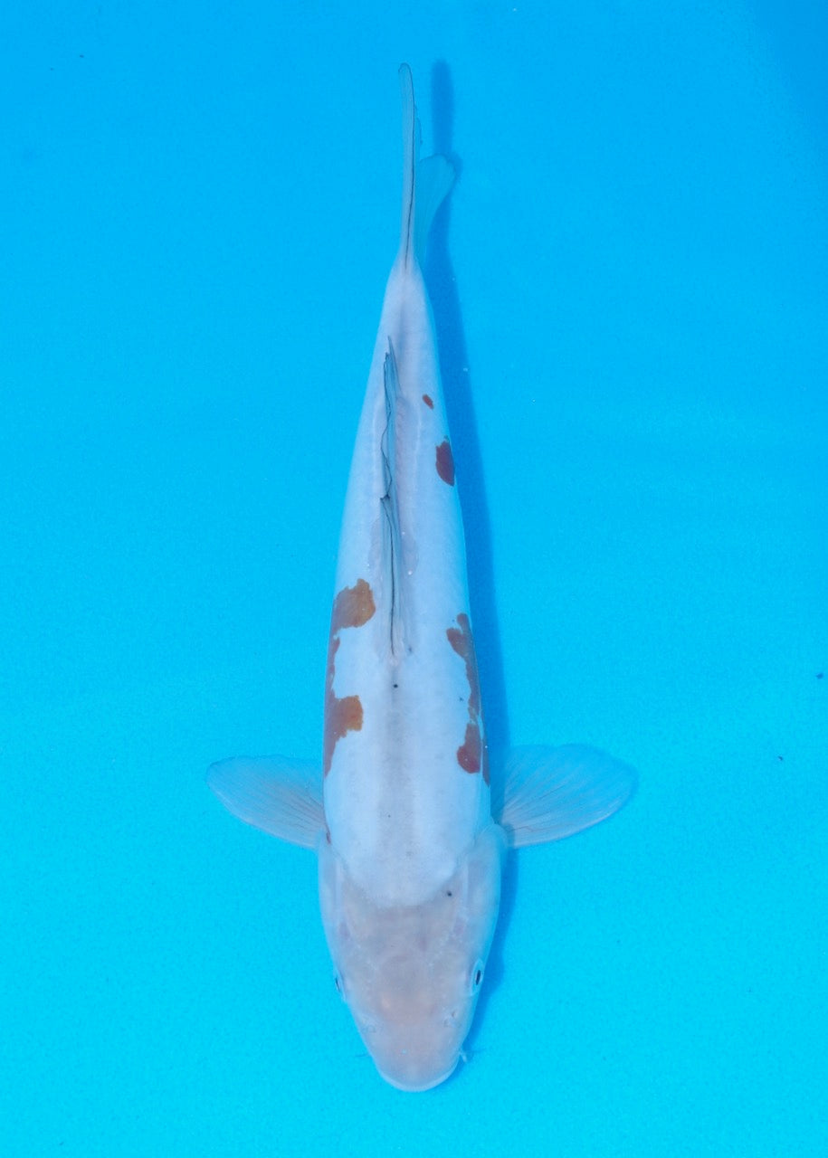 33cm Doitsu Ochiba REF SRR05-M083