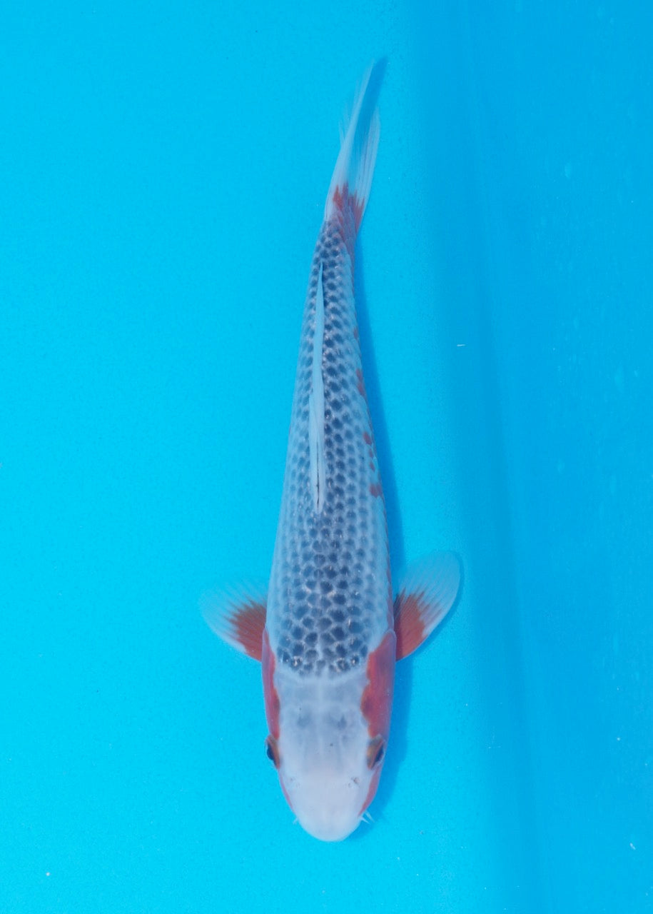 28cm Asagi REF SRR05-M086