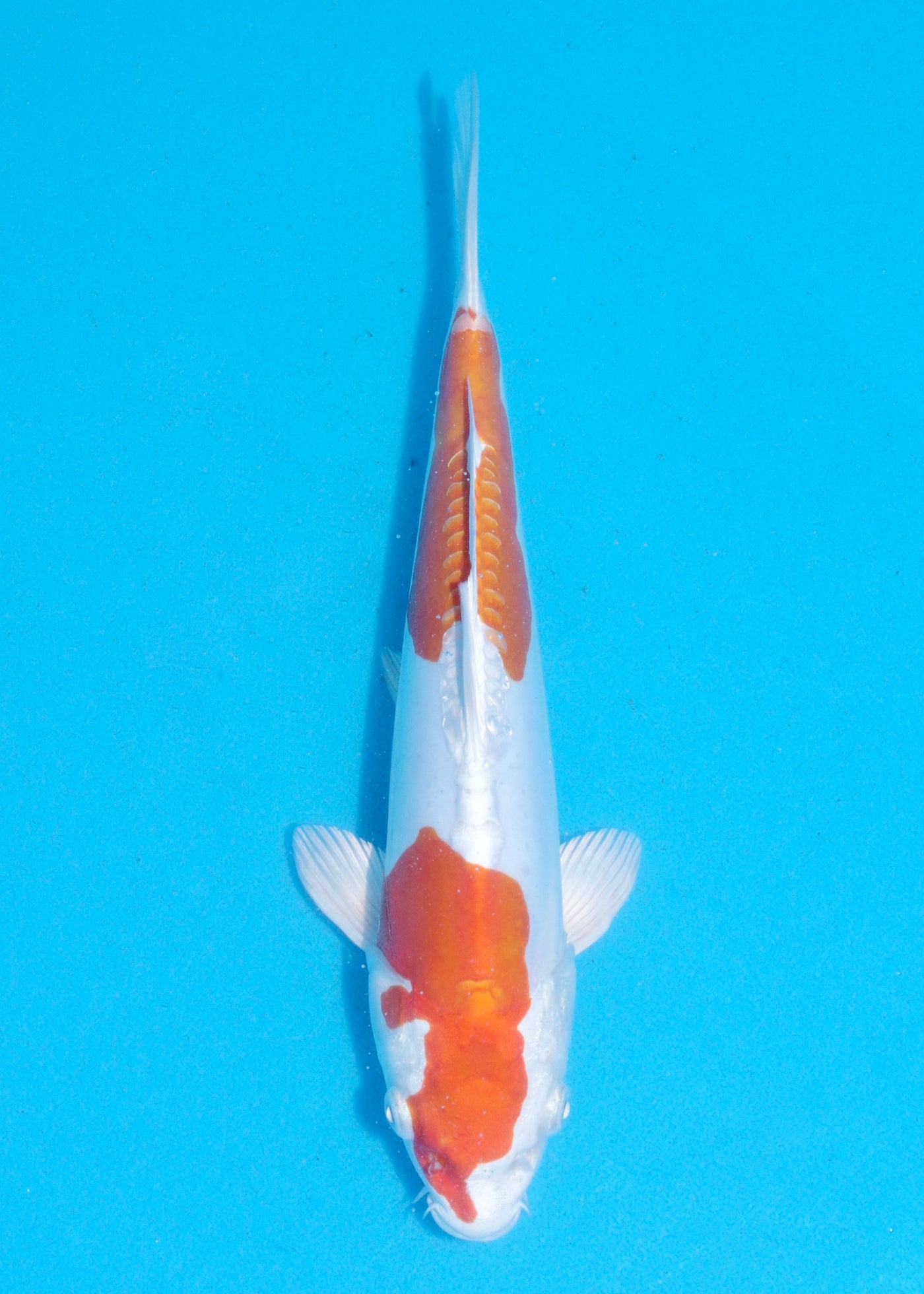 28cm Kikisui (Byer Koi Farm) REF - JUN16