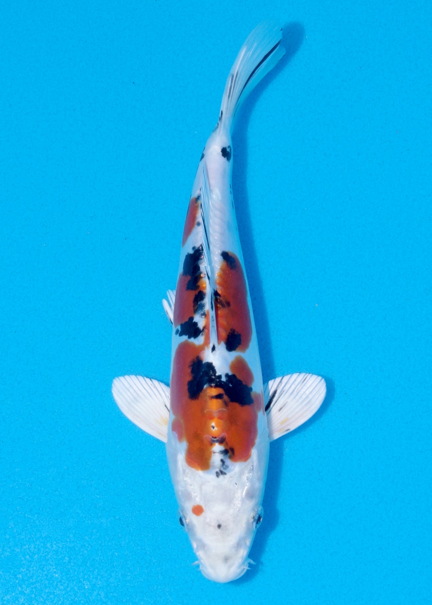 25cm Yamato Nishiki (Marujyu) REF - OCT017