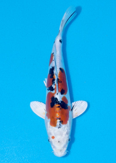 25cm Yamato Nishiki (Marujyu) REF - OCT017