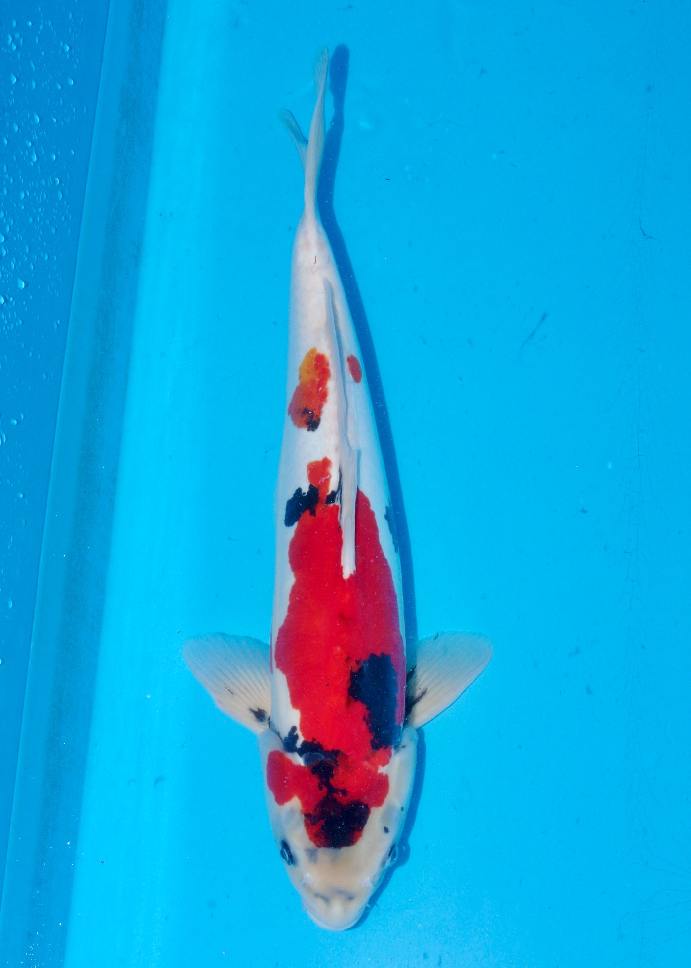 50cm Doitsu Showa (Hiroi) REF - OCT016