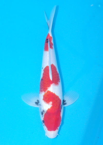36cm Showa (Koshiji) REF - MA22
