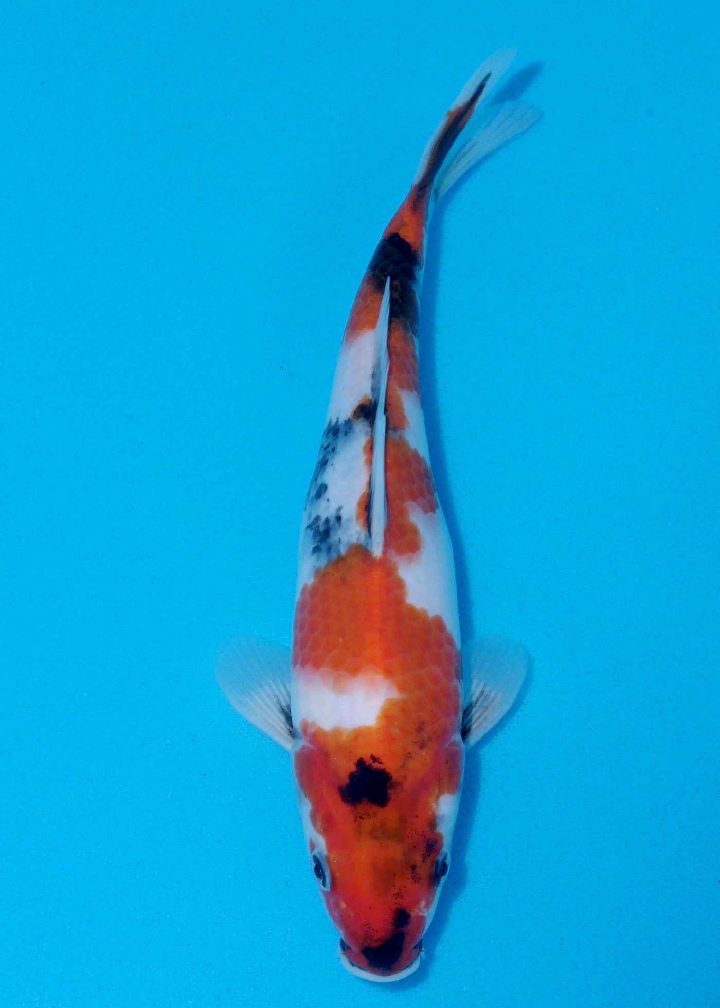 25cm Showa (Marujyu) REF - OCT018