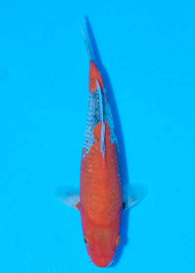 26cm Goshiki (Byer Koi Farm) REF - MA53