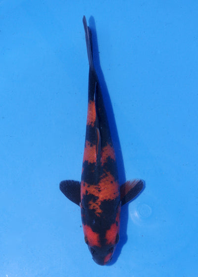 18cm Hi Utsuri (Shinoda) REF - MA116