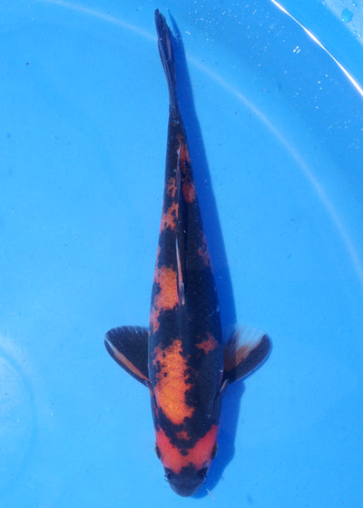 18cm Hi Utsuri (Shinoda) REF - MA117