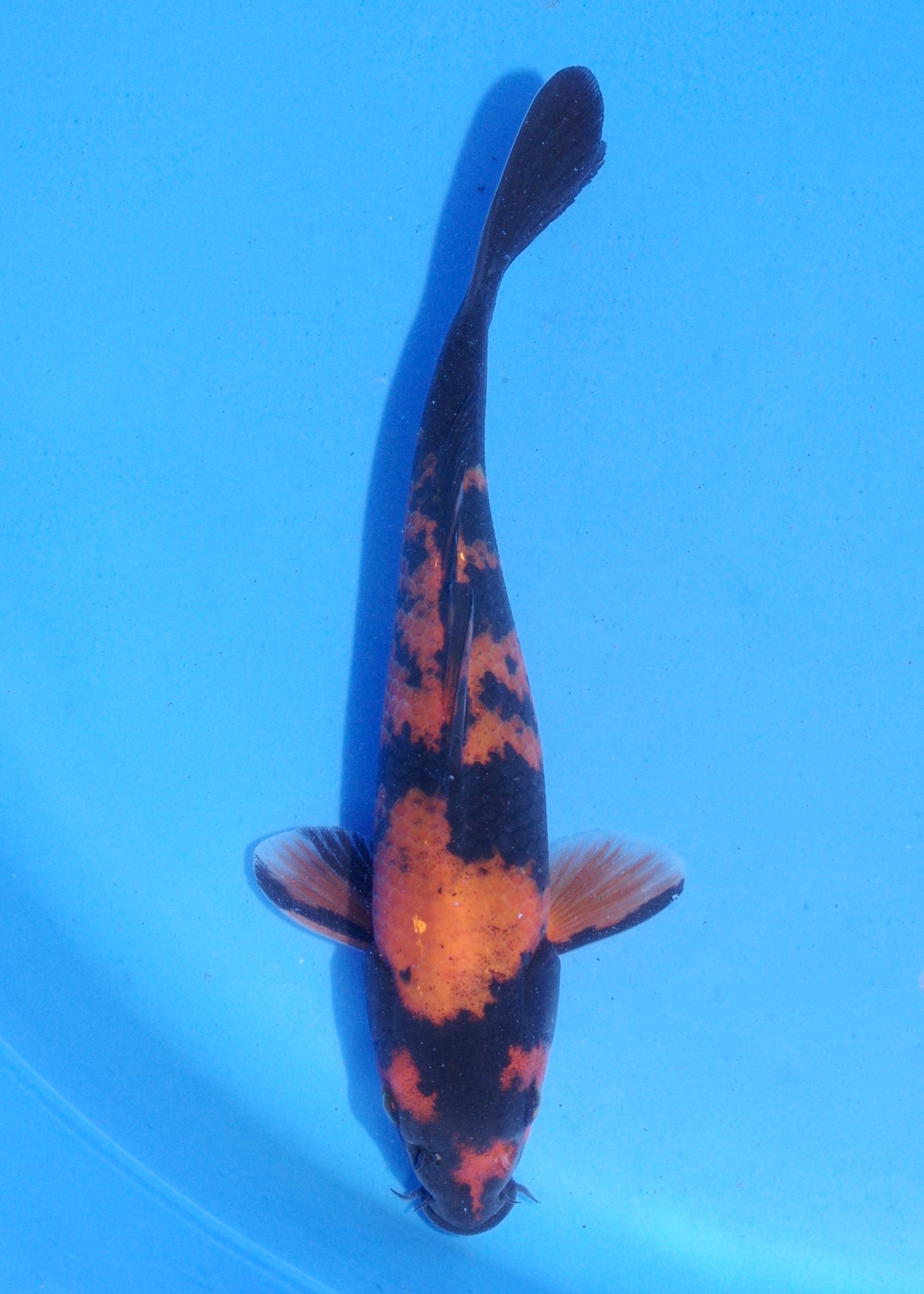 18cm Hi Utsuri (Shinoda) REF - MA118