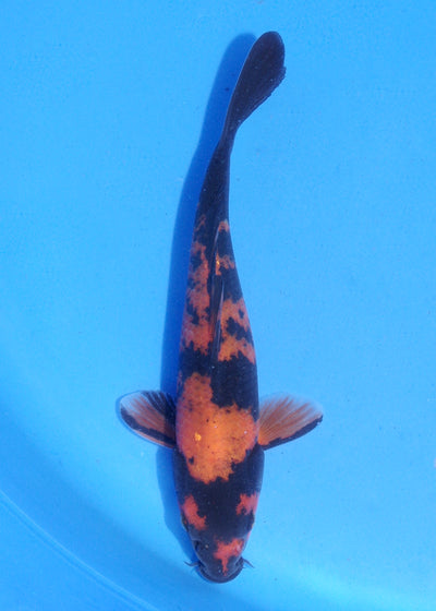 18cm Hi Utsuri (Shinoda) REF - MA118