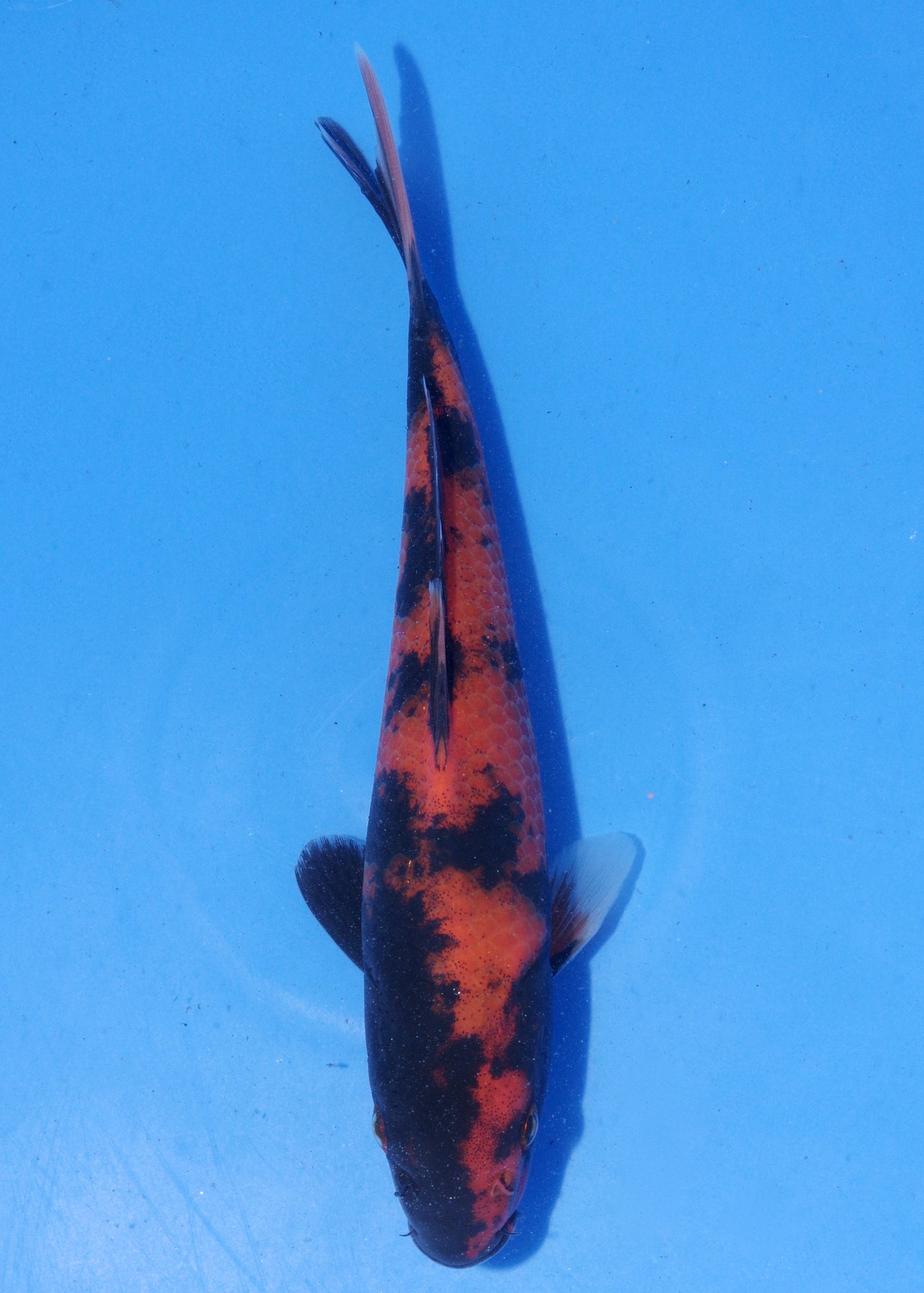 18cm Hi Utsuri (Shinoda) REF - MA119
