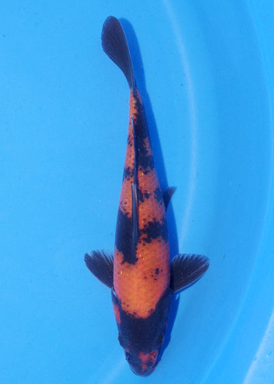 18cm Hi Utsuri (Shinoda) REF - MA122