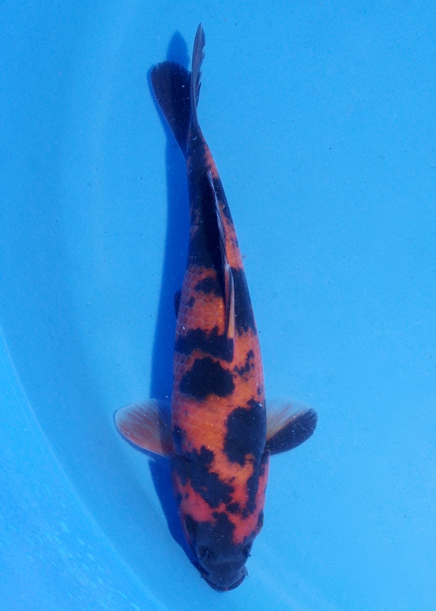 18cm Hi Utsuri (Shinoda) REF - MA125