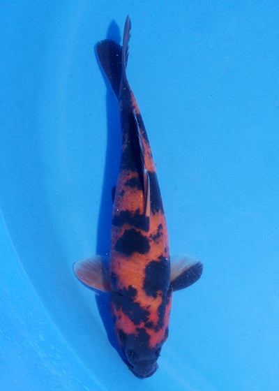 18cm Hi Utsuri (Shinoda) REF - MA125