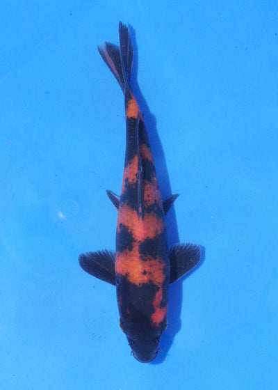 18cm Hi Utsuri (Shinoda) REF - MA107