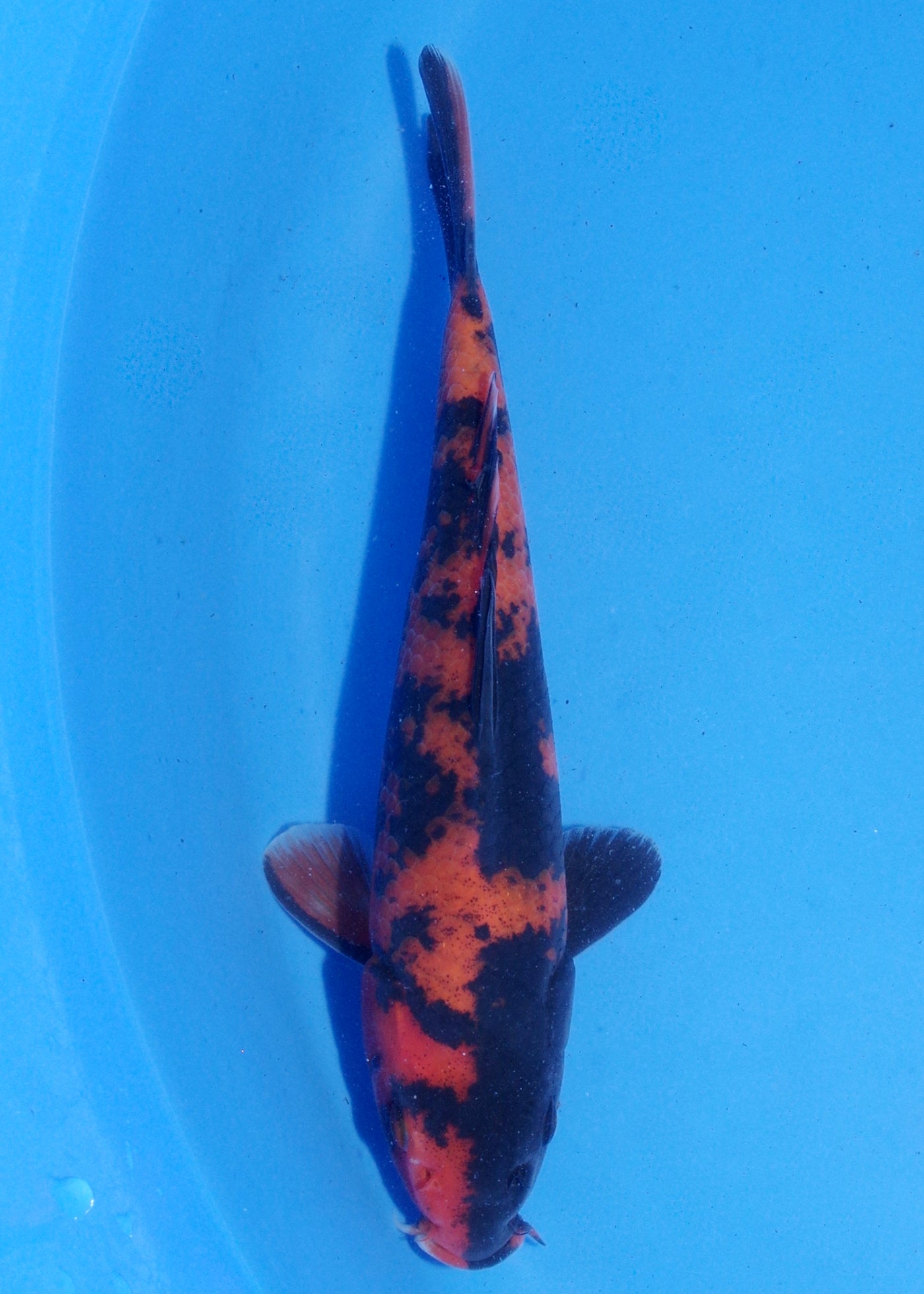 18cm Hi Utsuri (Shinoda) REF - MA126